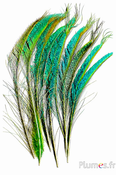 Pauw blauw zwaard - 30-38 cm - lime